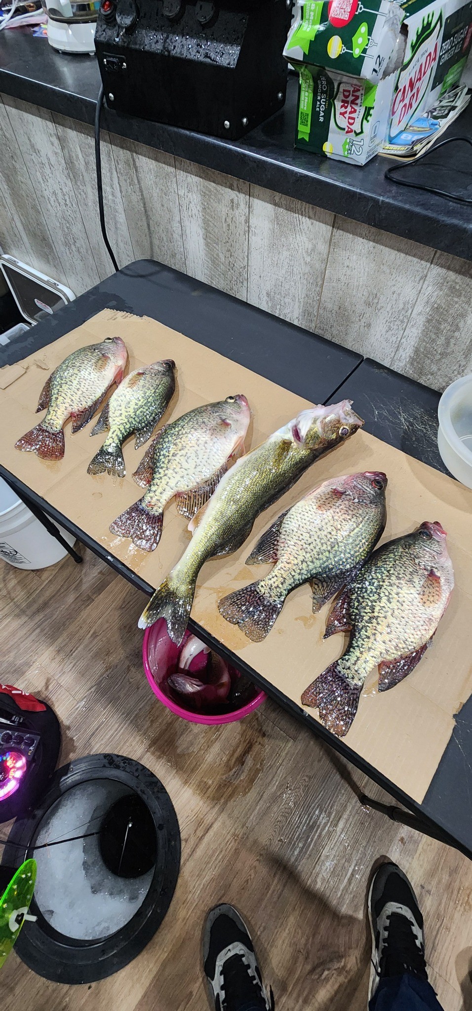 Suzuki track rig on ice