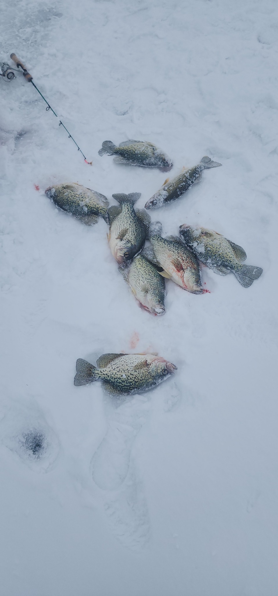 Vertical hero on ice